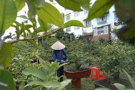 Nghệ nhân bật mí bí kíp cho mai nở đúng dịp tết