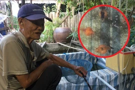 Cụ ông có 70 năm đam mê cá kiểng