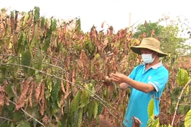 Đắk Lắk hạn hán, người dân thiếu nước sinh hoạt trầm trọng 