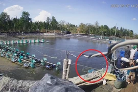 Lật tẩy trò trộm tôm có tổ chức ở Cà Mau