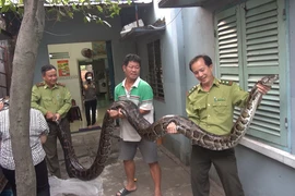 Video: Nhiều người mua trăn 'khủng' nhưng không bán, người đàn ông giao cho kiểm lâm