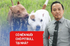 Cần có quy định cụ thể về nuôi chó dữ như Pitbull