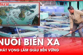 Nuôi biển xa – Hướng đi mới giúp ngư dân làm giàu bền vững
