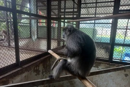 Tiếp nhận, bảo tồn voọc bạc Đông Dương quý hiếm do người dân bàn giao