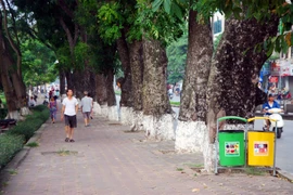 Tiếc nuối khi hàng cây Kim Mã phải di chuyển
