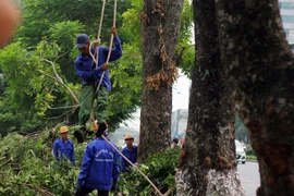 Cắt tỉa hàng cây Kim Mã trước khi di dời