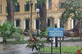 Cây xà cừ bất ngờ bật gốc, 4 học sinh bị thương