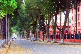 Hà Nội: Say đắm với mùa lá rụng