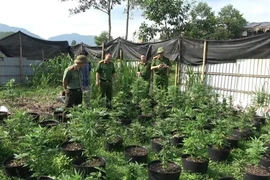 Thuê đất ở Phú Thọ để trồng cần sa rồi mang về Hà Nội bán