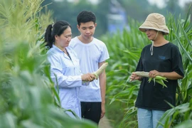 Độc lạ giống ngô ăn sống, không cần chế biến