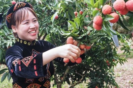 'Toát mồ hôi' với cuộc thi hái vải nhanh ở Bắc Giang