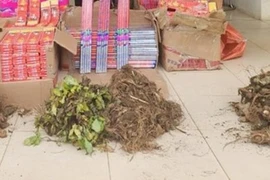 Thu giữ 40 kg củ sâm lậu từ Trung Quốc chuẩn bị ‘phù phép’ thành sâm Lai Châu