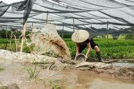 Người dân Tây Tựu ở Hà Nội tìm cách cứu ruộng hoa ngâm nước
