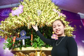 Hoa lan hồ điệp giá cả tỉ đồng phục vụ Tết Nguyên đán ở Hà Nội