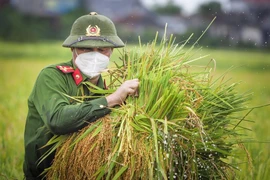 Chiến sĩ công an Yên Dũng giúp người dân bị cách ly gặt lúa