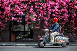 Mùa hoa giấy Sài Gòn
