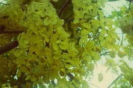 Xôn xao mùa hoa bò cạp