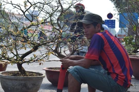 Nhà vườn cắt cành giữ gốc mai đưa về, không bán rẻ