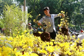 Giá hoa tết giảm mạnh, người Sài Gòn ùn ùn đi mua 'ủng hộ'