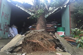 Mẹ và con tháo chạy khi cây xà cừ đè sập mái nhà