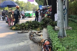 Đang đứng, cô gái bị cành cây rơi trúng đầu 