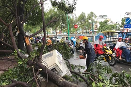 TP.HCM: Mưa gió rất lớn, người đi đường hoảng loạn vì cây ngã