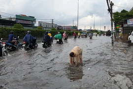 Mưa lớn, đường ngập, người dân hối hả đi móc cống