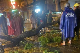 TP.HCM: Cây tét nhánh trong mưa lớn, đè chết người ở quận 10