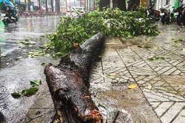 Cây tét nhánh đè trúng hai người đi xe máy ở đường 3/2