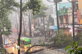 Cây dầu bật gốc, đè người ở đường Nguyễn Tri Phương