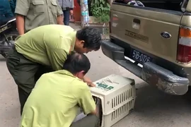 Đã bắn thuốc mê được 6 con khỉ trong đàn khỉ ‘đại náo’