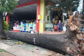 Mưa gió lớn, cây ngã la liệt, đường ngập, kẹt xe…