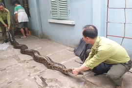 Người đàn ông không bán trăn đất 23 năm tuổi, nặng 63kg mà giao kiểm lâm