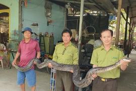 Trăn hàng chục kg, dài hơn 4 mét cắn nhầm chủ khi cho ăn