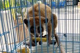 Con culi quý hiếm bò vào nhà dân ở TP. Thủ Đức