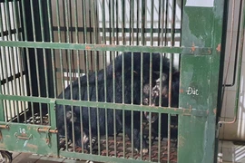 Người dân bàn giao gấu ngựa cụt 1 tay, nặng gần 2 tạ ở TP Thủ Đức