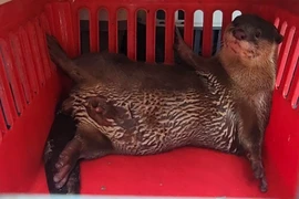 Rái cá vuốt bé là vật chứng trong vụ án hình sự được thả về Cần Giờ