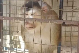 Người đàn ông ở TP Thủ Đức bàn giao con khỉ 16kg nuôi 5 năm cho kiểm lâm