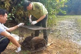 Con khỉ 'quậy' ở xã Vĩnh Lộc B cùng 40 động vật hoang dã được thả về Đồng Nai