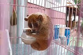 Quét sân, người dân ở TP Thủ Đức bắt được con ‘cù lần’ quý hiếm trên cây khế