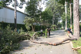 Công an TP.HCM làm rõ trách nhiệm vụ cây gãy đè chết 2 người ở Công viên Tao Đàn