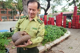 Tê tê quý hiếm bò vào trường THCS ở Quận 12 trong đêm mưa gió