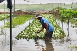 Mưa lớn khiến nhiều vườn rau ở xã Vĩnh Lộc bị ngập, thiệt hại hàng trăm triệu
