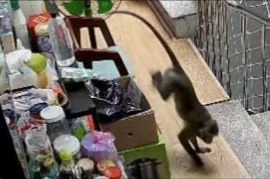 TP.HCM: Khỉ đực hơn 8kg quậy phá, trộm trái cây... bị kiểm lâm bắn thuốc mê