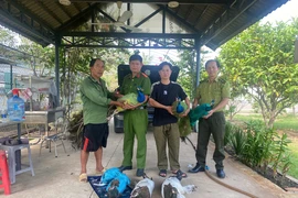 Nhiều người giao nộp chim công sau vụ một hộ nuôi loài chim này bị khởi tố