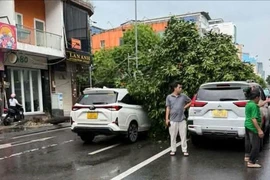 Cây xanh bật gốc đè trúng 2 ô tô ở TP.HCM