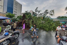 Cây đa trước bệnh viện Ung Bướu TP.HCM ngã đè 2 ô tô