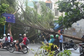 Gió giật mạnh quật ngã nhiều cây xanh ở TP.HCM 