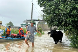 Dân khóc ròng vì cả tấn lúa chìm trong biển nước ngập ở Quảng Ngãi