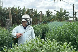 Vắng khách mua, người trồng hoa cúc Tết ở Quảng Ngãi như 'ngồi trên đống lửa'